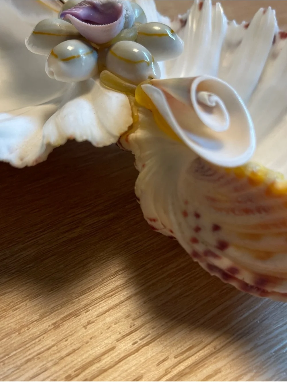 Vintage Natural Sea Shell Display Trinket Soap Dish Nautical Fisherman Ocean